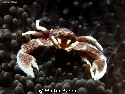 Porcelain crab by Walter Bassi 